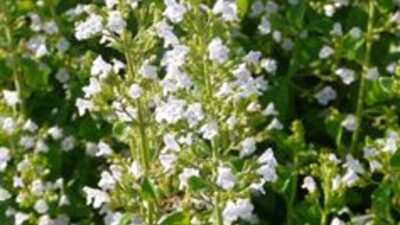 Calamintha nepeta 'Marvelette White'