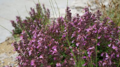 Teucrium chamaedrys