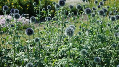 Echinops bannaticus 'Blue Glow'