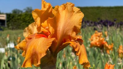 Iris x barbata-elatior 'Skyfire'