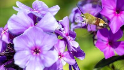 Bienensommer