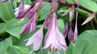 Hosta nakaiana 'Purple Heart' ®