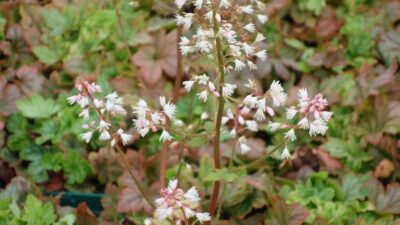 Heucherella tiarelloides 'White Revolution' ®