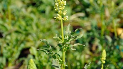 Reseda lutea
