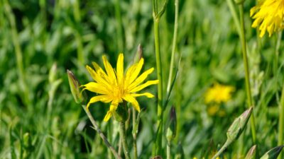 Tragopogon pratensis