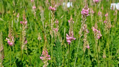 Onobrychis viciifolia