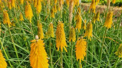 Kniphofia uvaria 'Mango Popsicle' ®