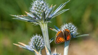 Insekteninsel Paket klein