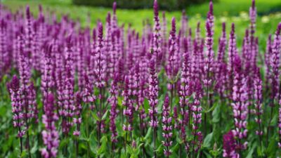 Salvia nemorosa 'Caradonna Pink'