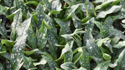 Pulmonaria x cult. 'Twinkle Toes' ®