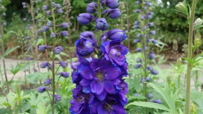 Delphinium 'Magic Fountain dunkelblau m. dunkler B