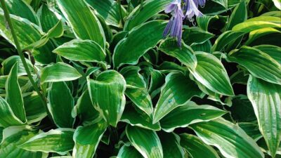 Hosta 'Waldläufer'