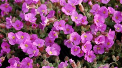 Aubrieta x cult. 'Regado Rose'