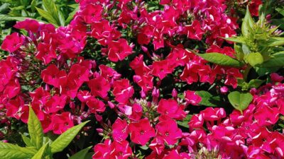 Phlox paniculata 'Flame Red' ®