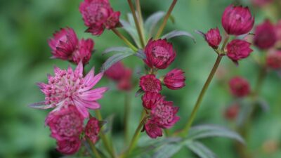 Astrantia major 'Cerise Button' ®