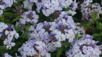 Phlox paniculata 'Flame Marine' ®