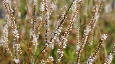 Persicaria amplexic. 'Alba Junior' ®