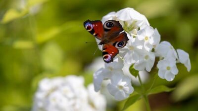 Schmetterlings Paket Schatten