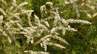 Aruncus dioicus 'Fairy Hair' ®