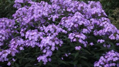 Phlox paniculata 'Queen Paola'