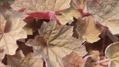 Heuchera villosa 'Brownies' ®