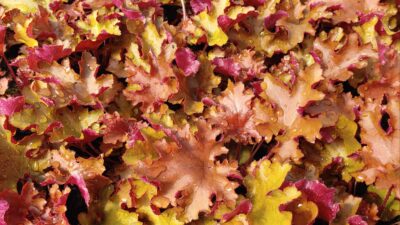 Heuchera x cultorum 'Orangeberry'