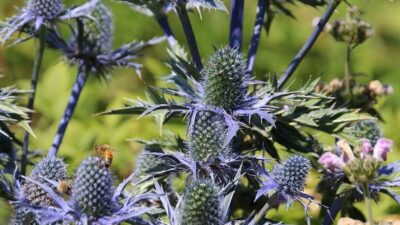 Garten Flora artenreich und pflegeleicht