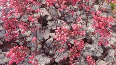 Heuchera micrantha 'Timeless Treasure' ®