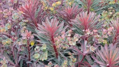 Euphorbia 'Miners Merlot'