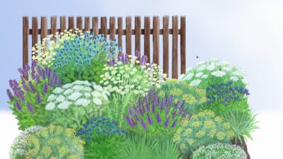 Kraut und Rüben heimisch & insektenfreundlich