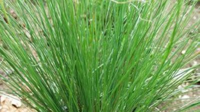 Festuca amethystina