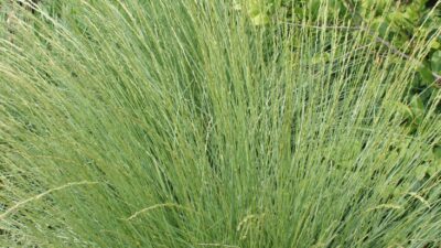 Festuca mairei