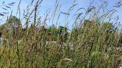Festuca ovina