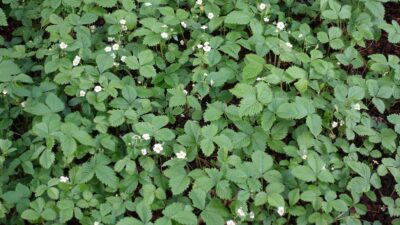 Fragaria vesca var. vesca