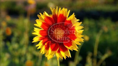 Gaillardia x grandiflora 'Kobold'