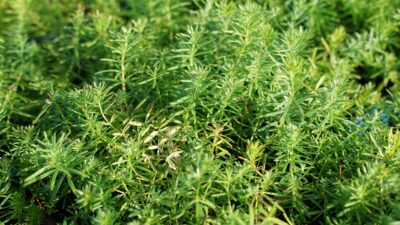 Galium verum