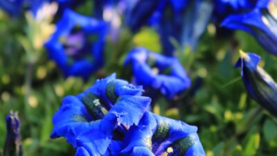 Gentiana acaulis