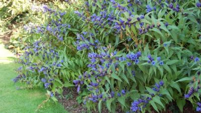 Gentiana asclepiadea