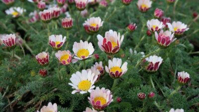 Anacyclus pyrethrum var. depressus