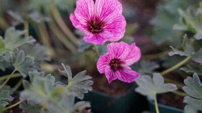 Geranium cinereum 'Ballerina'