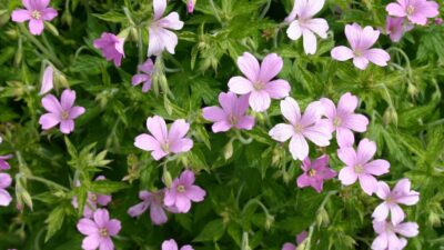 Geranium endressii