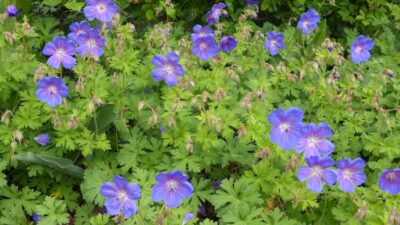 Geranium himalayense 'Gravetye'