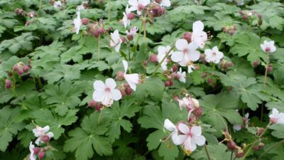 Geranium macrorrhizum 'Spessart'