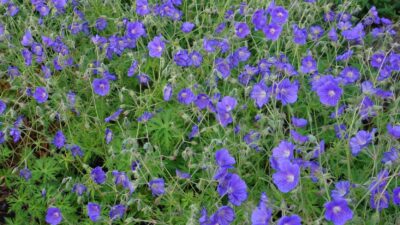 Geranium pratense
