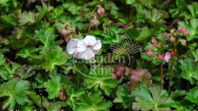 Geranium x cantabrigiense 'Biokovo'