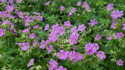 Geranium x oxonianum 'Claridge Druce'