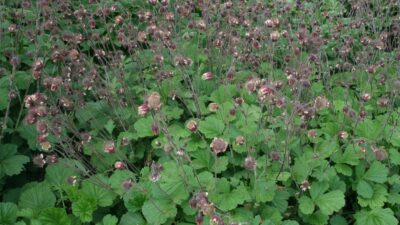 Geum rivale