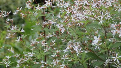 Gillenia trifoliata