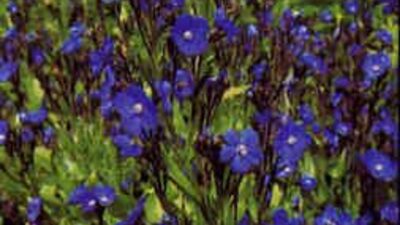 Anchusa azurea 'Loddon Royalist'