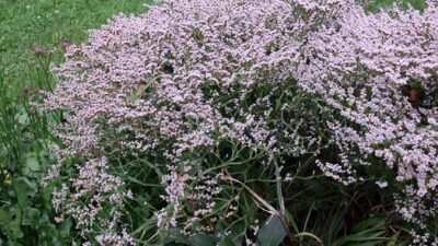 Goniolimon tataricum